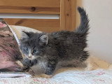 Chaton norvégien mâle bleu et blanc LOOF d'avril 2026 à réserver