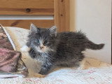 Chaton norvégien mâle bleu et blanc LOOF d'avril 2026 à réserver