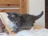 Chaton norvégien mâle bleu et blanc LOOF d'avril 2026 à réserver