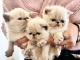 6 chatons Exotic Shorthair LOOF nés mai 2026 à réserver