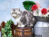 6 chatons Exotic Shorthair LOOF nés mai 2026 à réserver