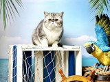 6 chatons Exotic Shorthair LOOF nés mai 2026 à réserver