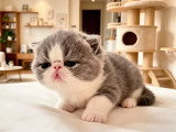 6 chatons Exotic Shorthair LOOF nés mai 2026 à réserver