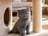 6 chatons Exotic Shorthair LOOF nés mai 2026 à réserver