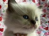 Deux chatons Ragdoll mâles à réserver inscrits au LOOF