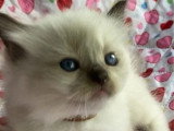 Deux chatons Ragdoll mâles à réserver inscrits au LOOF