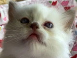 Deux chatons Ragdoll mâles à réserver inscrits au LOOF