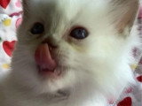 Deux chatons Ragdoll mâles à réserver inscrits au LOOF