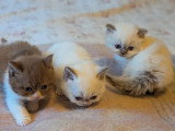 Deux chatons mâles British en vente LOOF nés en avril 2026