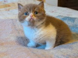 Deux chatons mâles British en vente LOOF nés en avril 2026