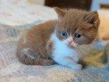 Deux chatons mâles British en vente LOOF nés en avril 2026