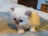 Deux chatons mâles British en vente LOOF nés en avril 2026