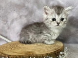 Chatons de race Minuet non LOOF à vendre (1 femelle & 2 mâles)