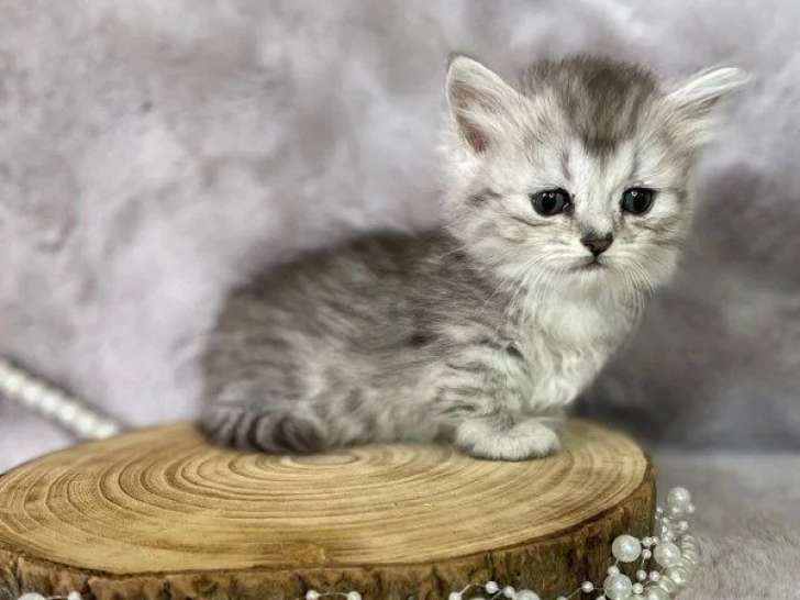 Chatons de race Minuet non LOOF à vendre (1 femelle & 2 mâles)