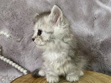 Chatons de race Minuet non LOOF à vendre (1 femelle & 2 mâles)