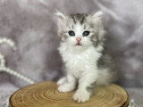 Chatons de race Minuet non LOOF à vendre (1 femelle & 2 mâles)