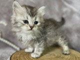 Chatons de race Minuet non LOOF à vendre (1 femelle & 2 mâles)