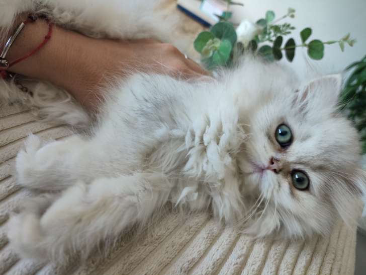 Chatonne British Longhair black silver shaded LOOF à vendre