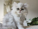 Chatonne British Longhair black silver shaded LOOF à vendre