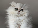 Chatonne British Longhair black silver shaded LOOF à vendre