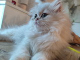 Chatonne British Longhair black silver shaded LOOF à vendre