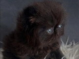 Chaton Persan mâle né en avril 2026 à réserver LOOF