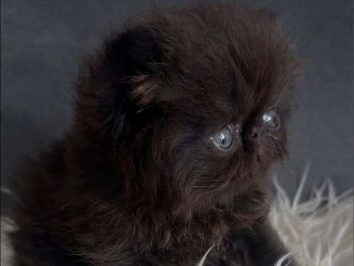 Chaton Persan mâle né en avril 2026 à réserver LOOF