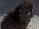 Chaton Persan mâle né en avril 2026 à réserver LOOF