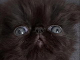 Chaton Persan mâle né en avril 2026 à réserver LOOF