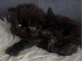 Chaton Persan mâle né en avril 2026 à réserver LOOF