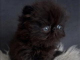 Chaton Persan mâle né en avril 2026 à réserver LOOF