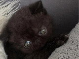 Chaton Exotic Shorthair mâle LOOF à réserver né en avril 2026