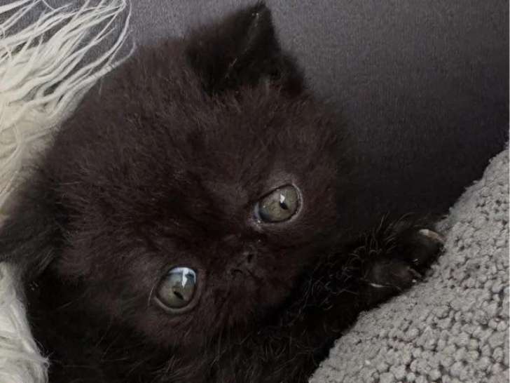 Chaton Exotic Shorthair mâle LOOF à réserver né en avril 2026