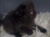 Chaton Exotic Shorthair mâle LOOF à réserver né en avril 2026