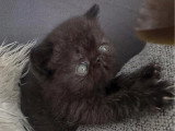 Chaton Exotic Shorthair mâle LOOF à réserver né en avril 2026