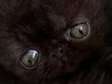 Chaton Exotic Shorthair mâle LOOF à réserver né en avril 2026