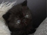 Chaton Exotic Shorthair mâle LOOF à réserver né en avril 2026