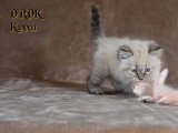 5 chatons Sibériens LOOF à réserver nés en avril 2026