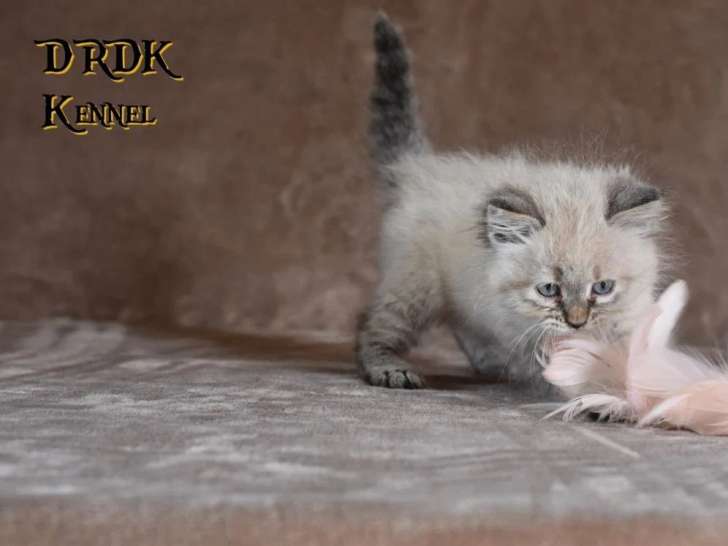 5 chatons Sibériens LOOF à réserver nés en avril 2026