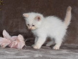 5 chatons Sibériens LOOF à réserver nés en avril 2026