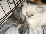 2 chatons Persans à réserver non LOOF nés en avril 2026