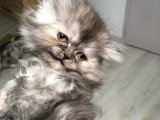 2 chatons Persans à réserver non LOOF nés en avril 2026