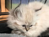 2 chatons Persans à réserver non LOOF nés en avril 2026