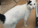 Disponible à l'adoption : chat d'un an, tigré et blanc