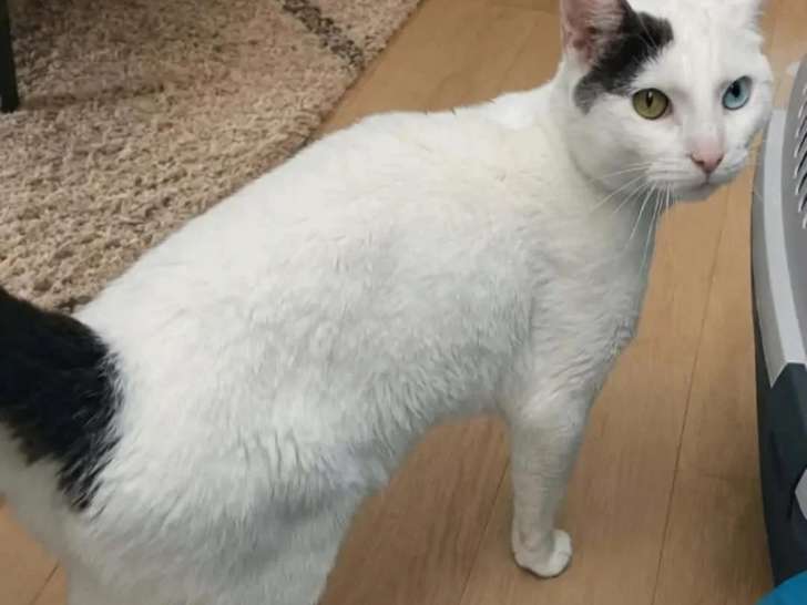 Disponible à l'adoption : chat d'un an, tigré et blanc