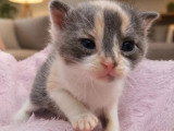 En quête d'un foyer : chaton femelle tricolore née le 8 mai 2026