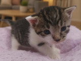 Prêt pour l'adoption : chaton mâle tigré et blanc né le 8 mai 2026