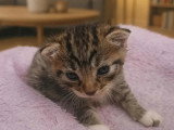 En attente d'adoption : chaton femelle tigrée et blanche née le 8 mai 2026