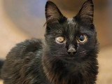 À adopter : chaton mâle noir de 11 mois