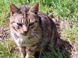 À accueillir : duo de chats inséparables de 4 et 6 ans
